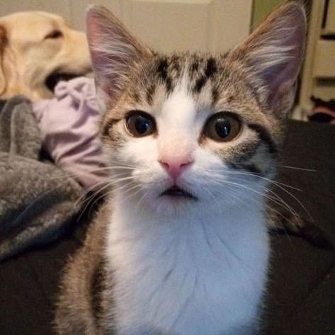 Starlight — thumbnail 5