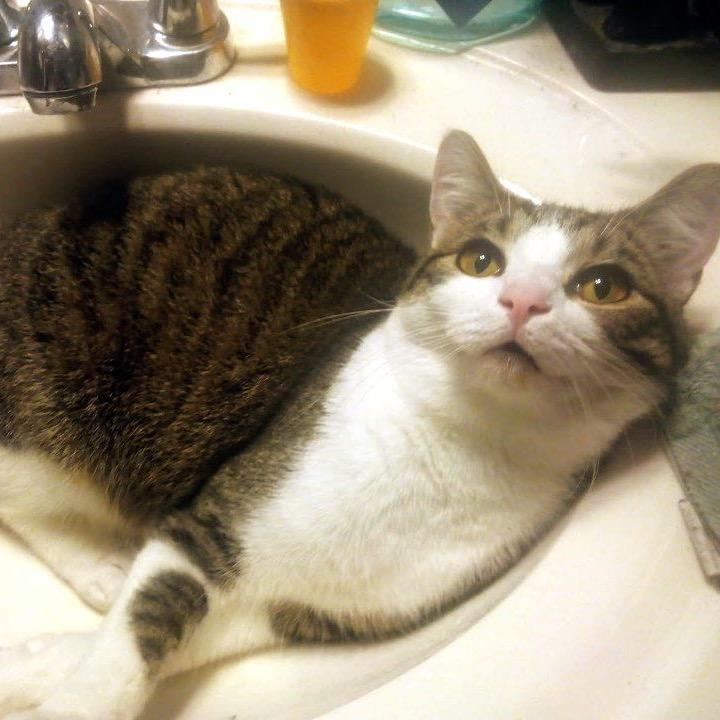 Starlight — thumbnail 6