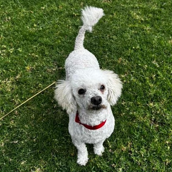 Picasso — thumbnail 4