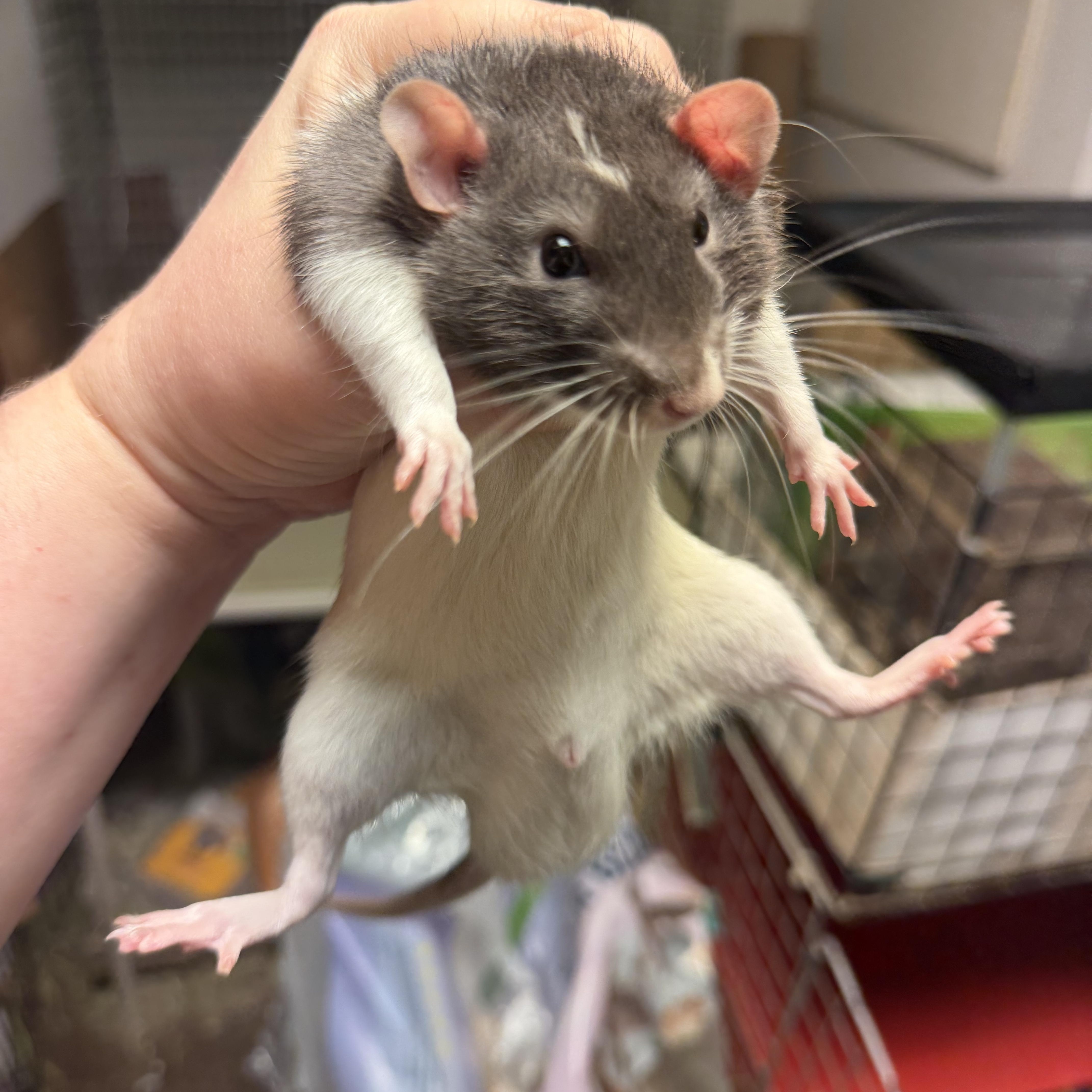 Ozzy, an adopted Rat in Edinburg, PA image 3/6