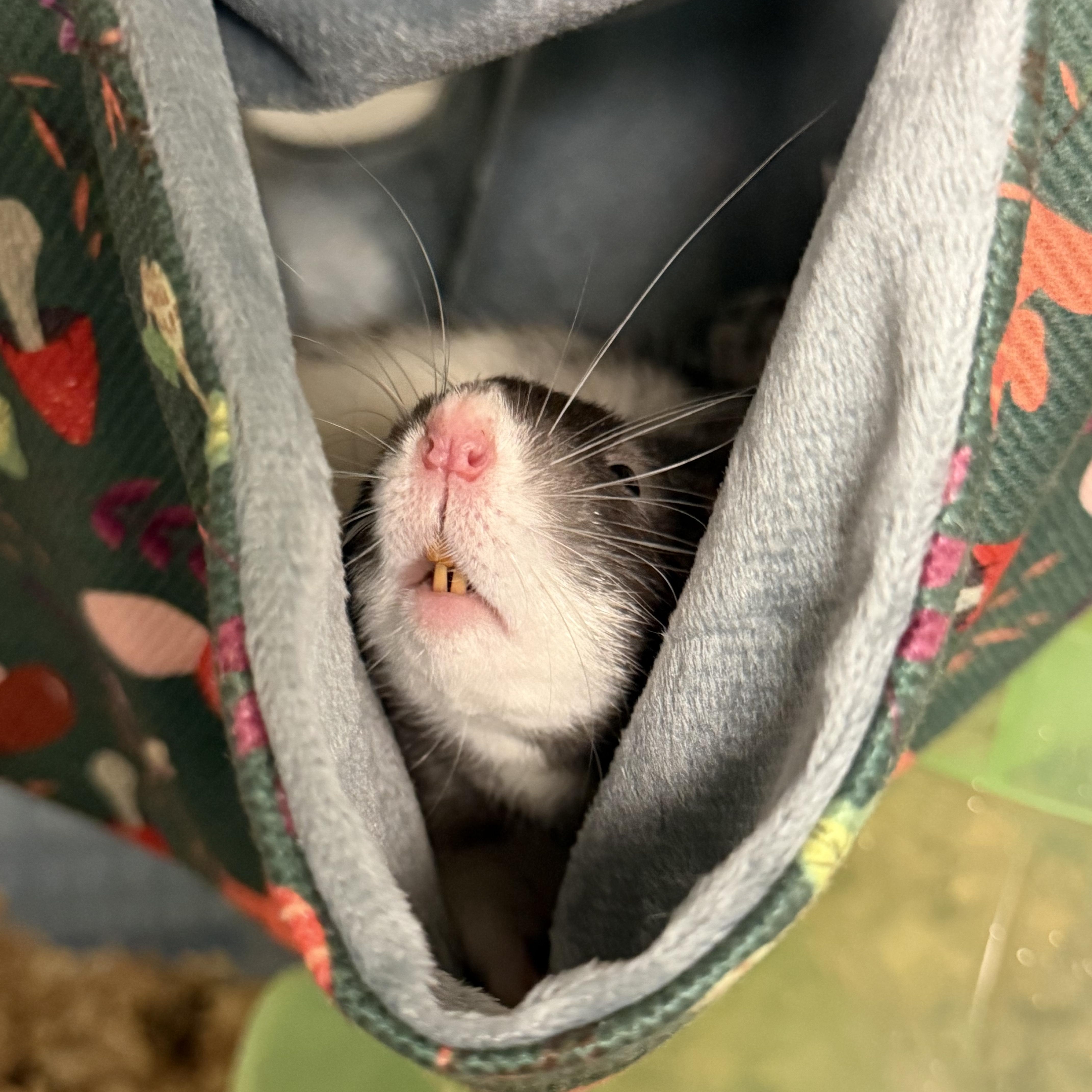 Ozzy, an adopted Rat in Edinburg, PA image 5/6