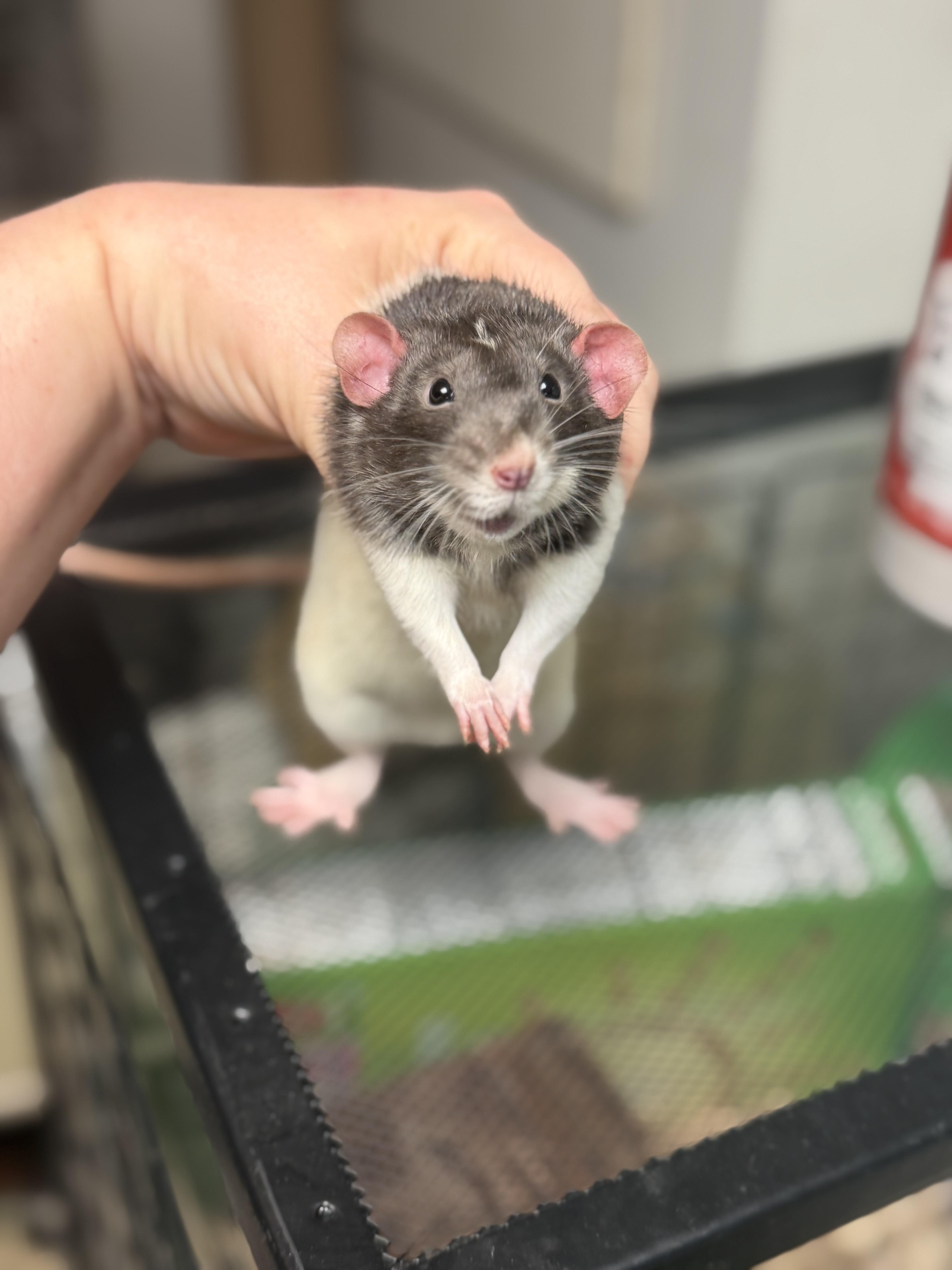 Ozzy, an adopted Rat in Edinburg, PA image 2/6