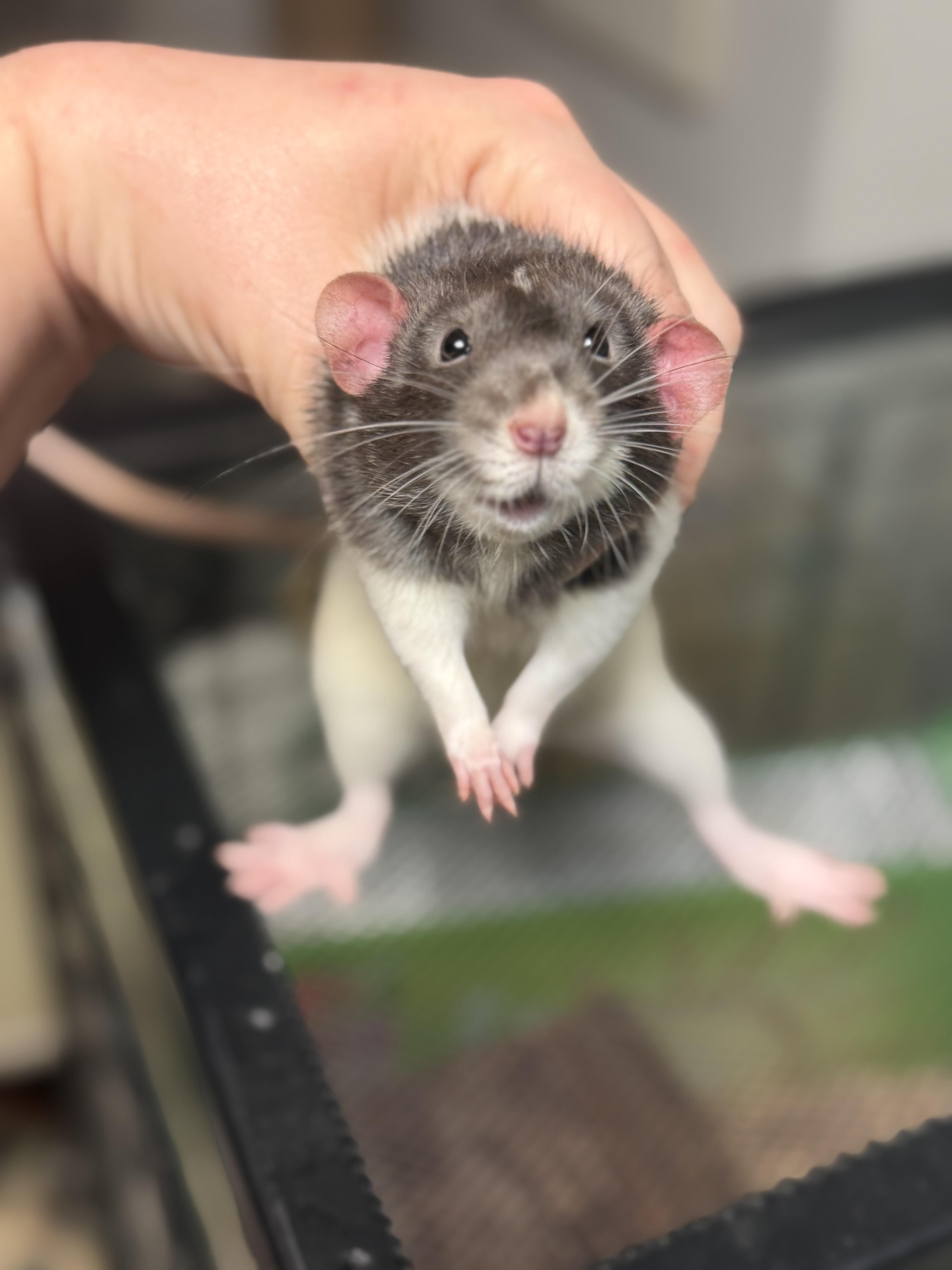 Ozzy, an adopted Rat in Edinburg, PA image 1/6