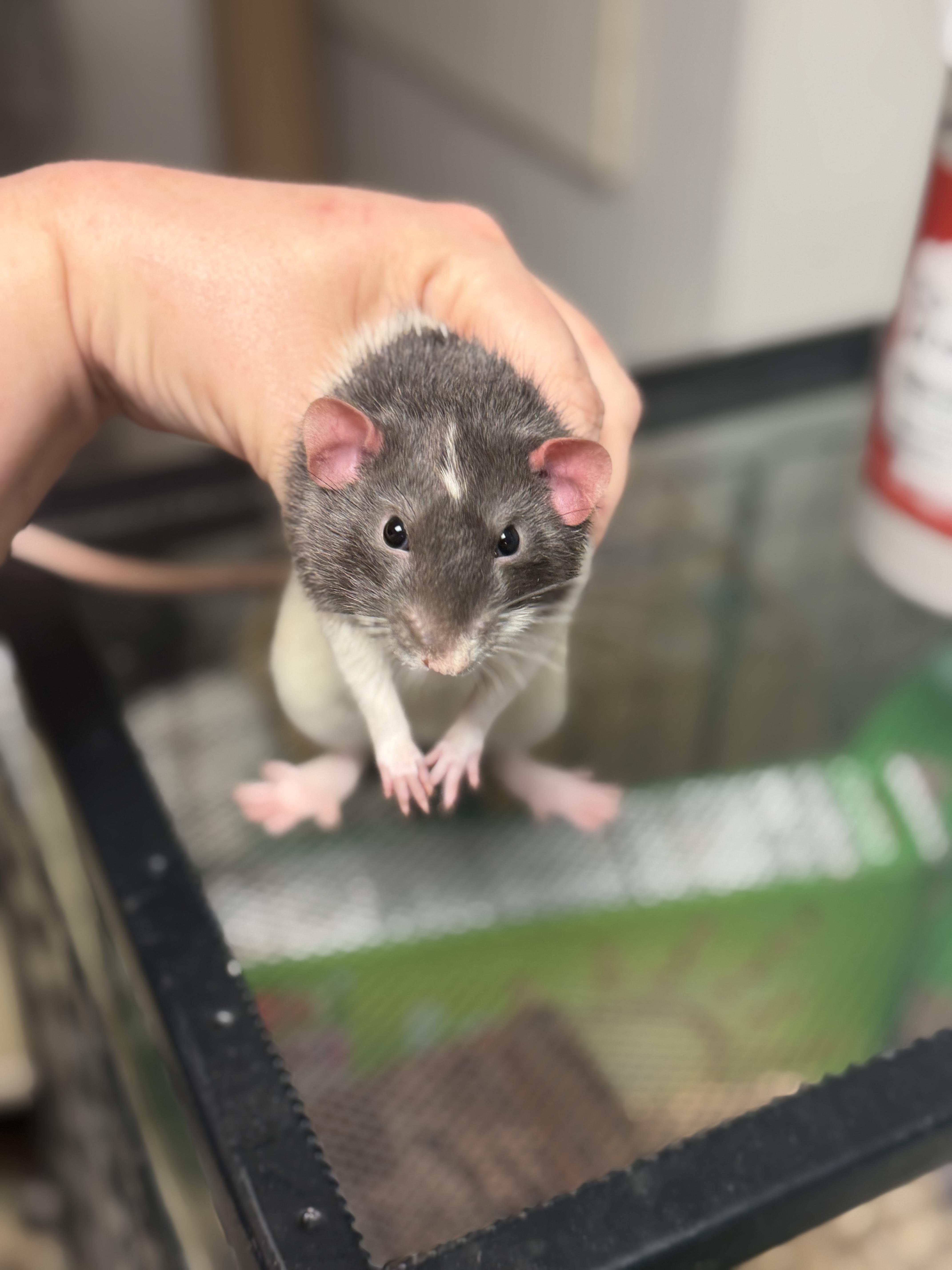 Ozzy, an adopted Rat in Edinburg, PA image 4/6