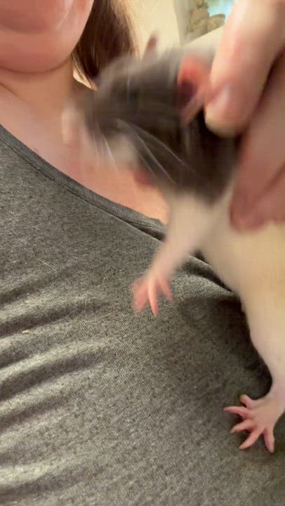 Enlarge Ozzy, an adopted Rat in Edinburg, PA video 6/6