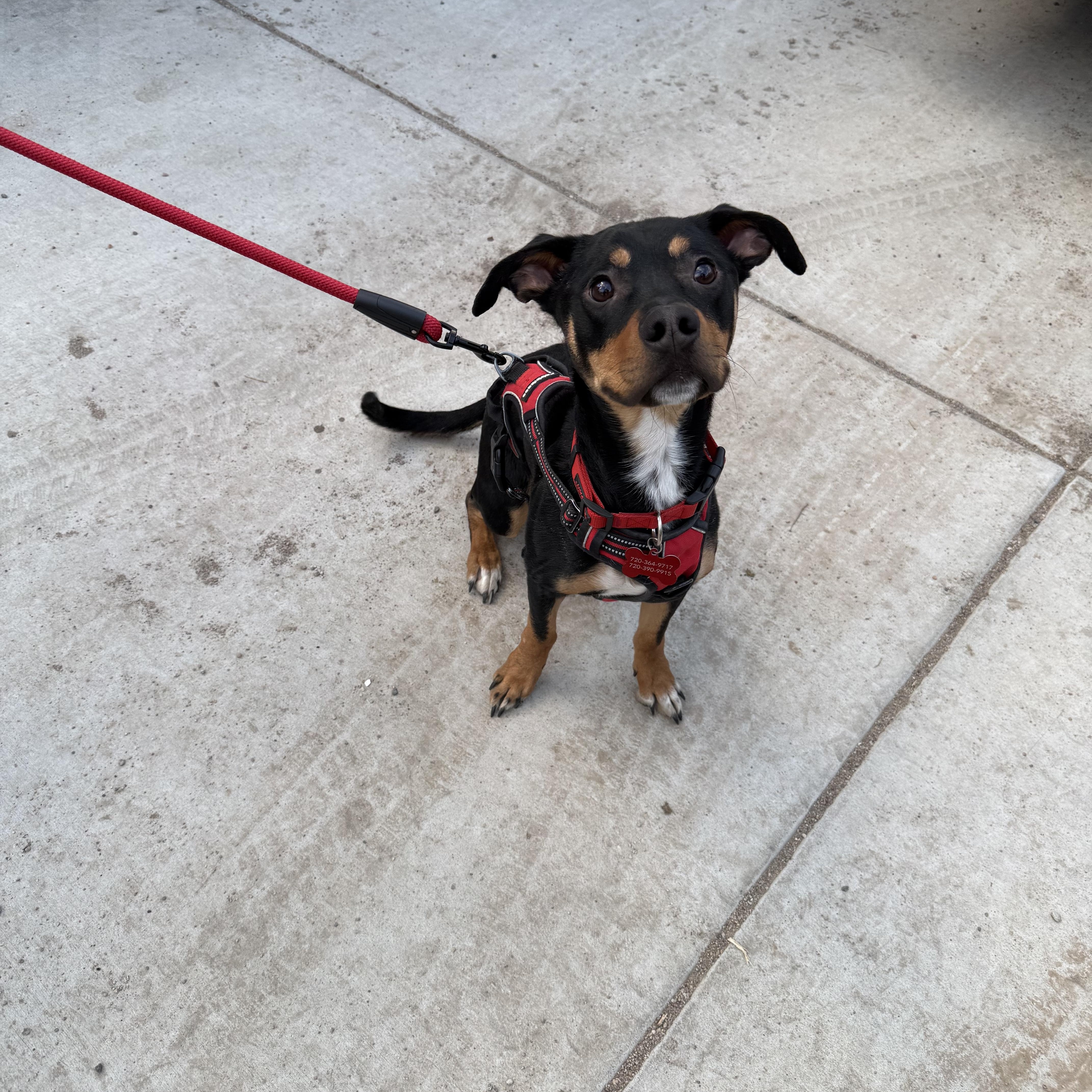 Enlarge Ollie, a ADOPTABLE mixed breed in Littleton, CO image 1/1