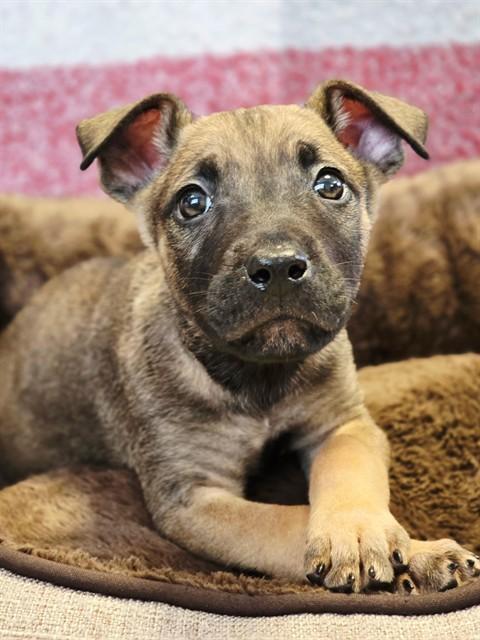 SODALITE, Adoptable, Puppy Male German Shepherd Dog & Mixed Breed.