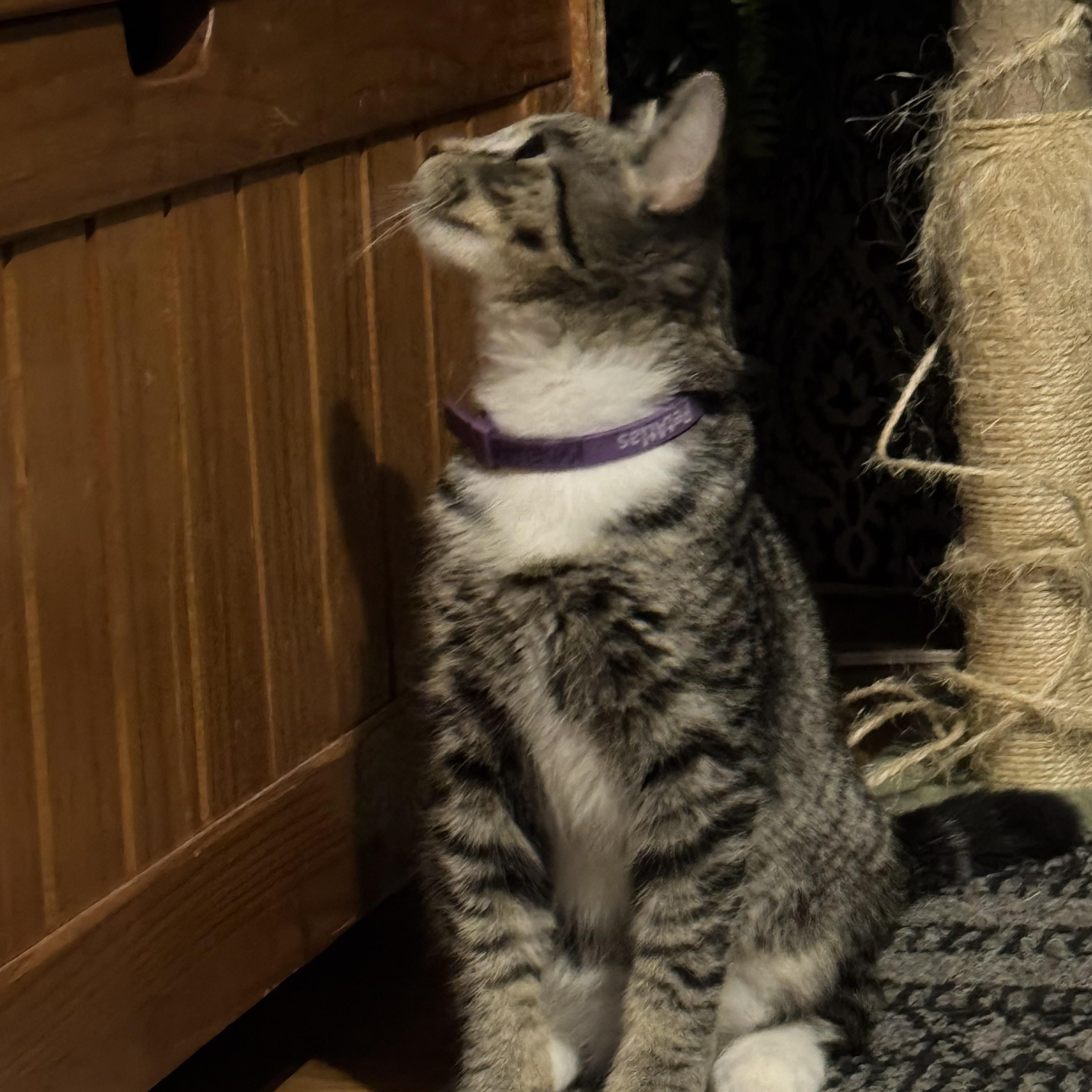 Mr. Madeline, an adopted Domestic Short Hair in Troy, NY image 2/2