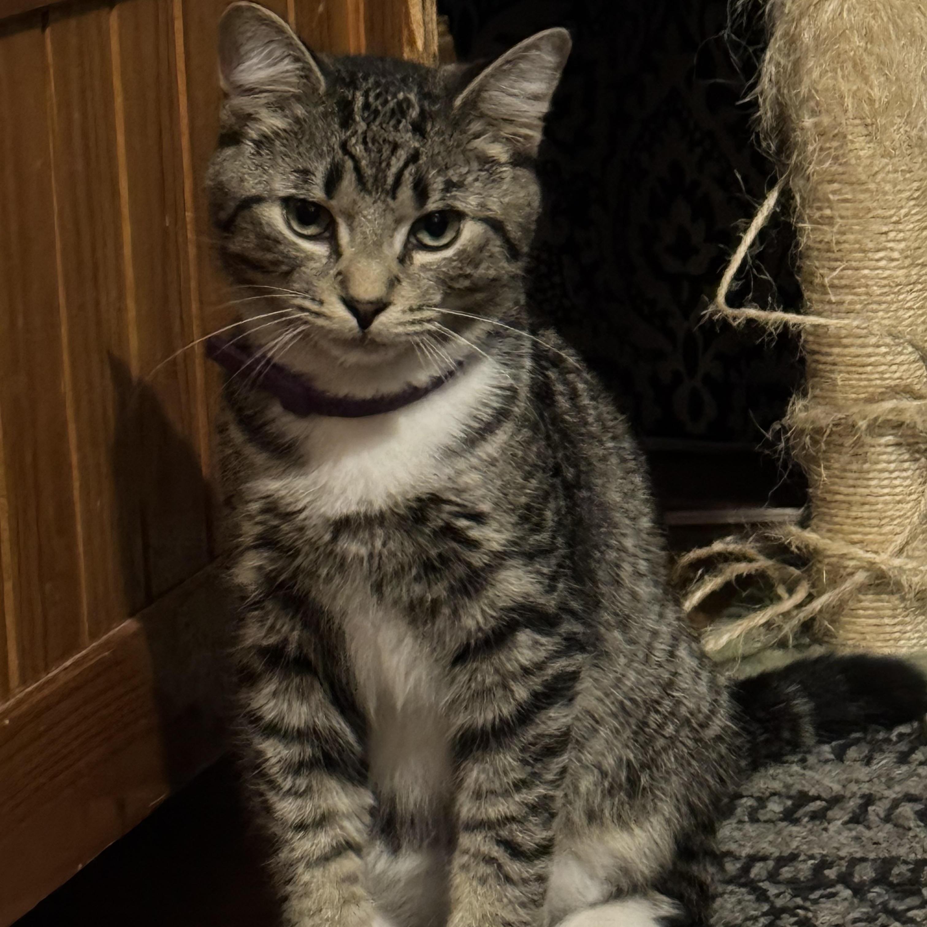 Mr. Madeline, an adopted Domestic Short Hair in Troy, NY image 1/2