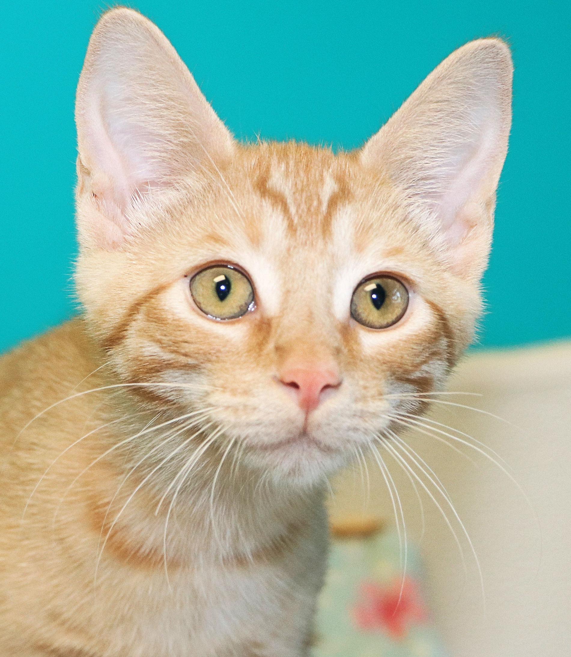 Ginger, Baby Female Domestic Short Hair