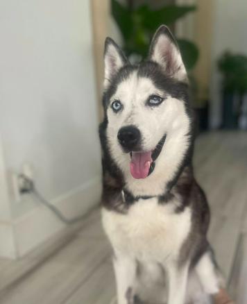 Enlarge Maya, an adopted Siberian Husky in Jupiter, FL image 1/2