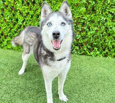 Enlarge Maya, an adopted Siberian Husky in Jupiter, FL image 2/2