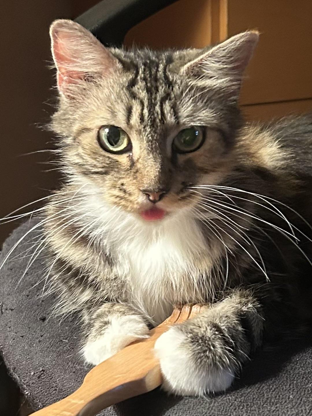 Pima, Adopted, Young Female Domestic Long Hair.