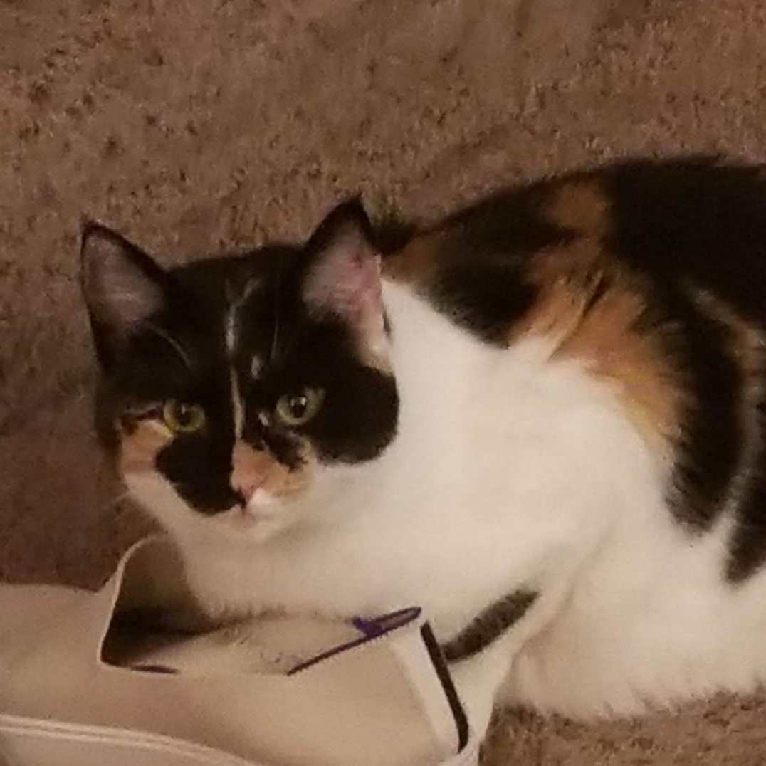Enlarge Callie, a ADOPTABLE Calico in Fairborn, OH image 1/2
