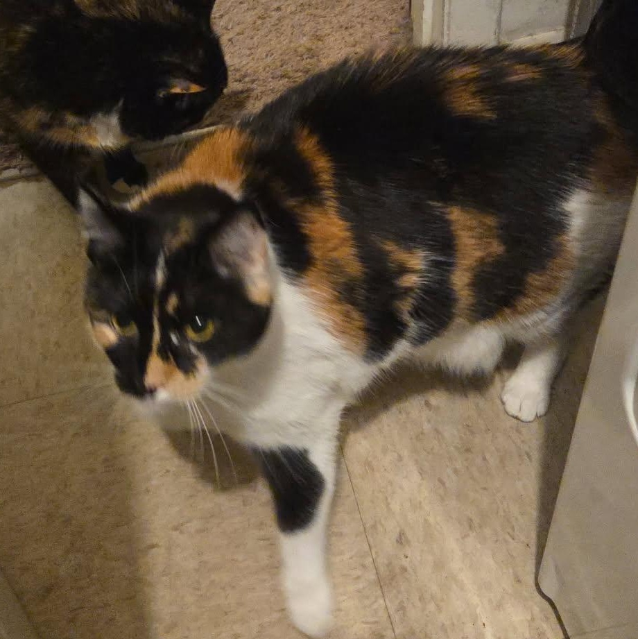 Enlarge Callie, a ADOPTABLE Calico in Fairborn, OH image 2/2