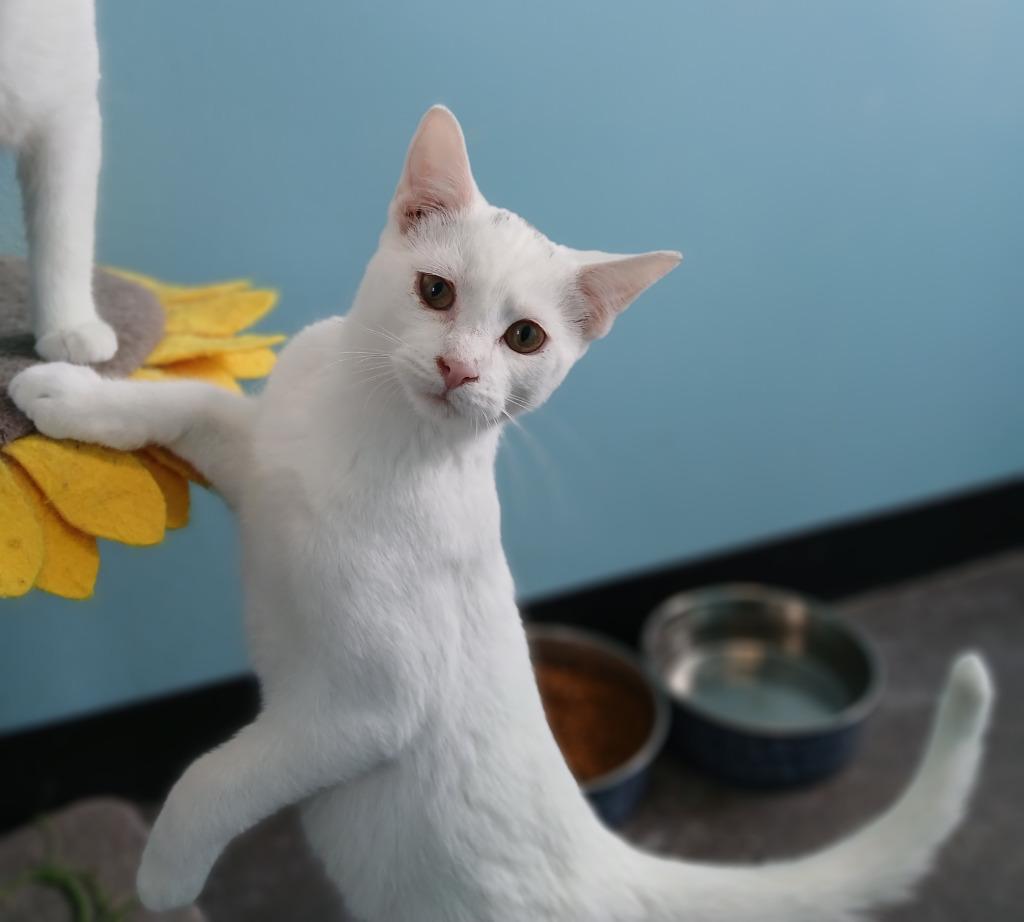 Enlarge Smudge, a Adoptable mixed breed in Ladysmith, WI image 1/6