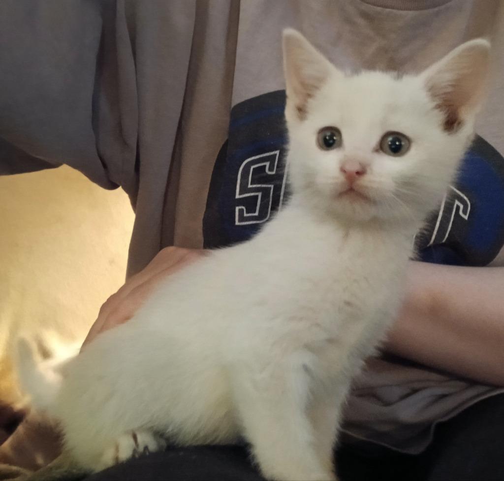 Enlarge Smudge, a Adoptable mixed breed in Ladysmith, WI image 3/6