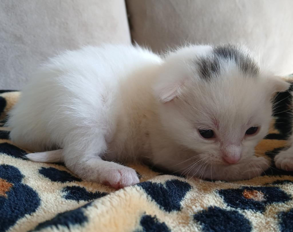 Enlarge Smudge, a Adoptable mixed breed in Ladysmith, WI image 4/6