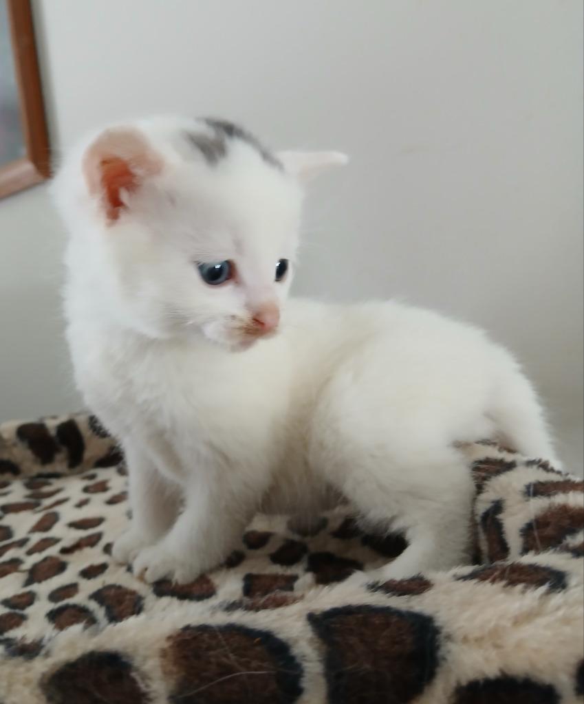 Enlarge Smudge, a Adoptable mixed breed in Ladysmith, WI image 5/6