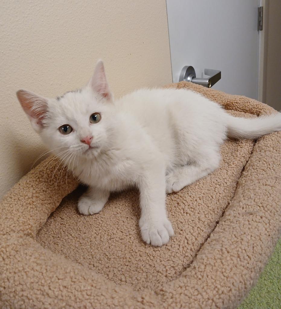 Enlarge Smudge, a Adoptable mixed breed in Ladysmith, WI image 6/6