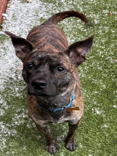 Enlarge GALLAGHER, a Adoptable mixed breed in Toledo, OH image 1/1