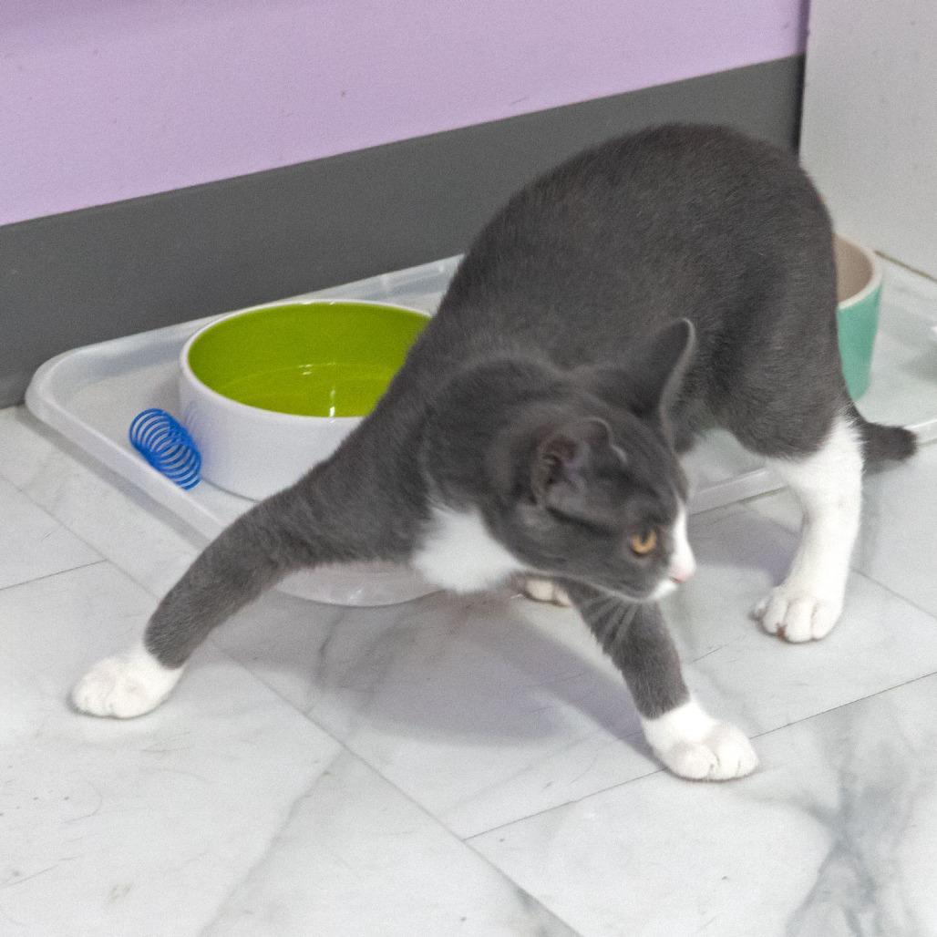 Enlarge Sam, a Adoptable Domestic Short Hair in McKean, PA image 1/4