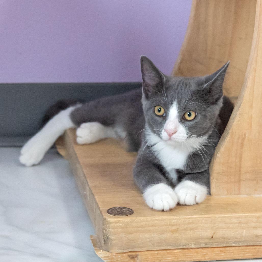 Enlarge Sam, a Adoptable Domestic Short Hair in McKean, PA image 2/4