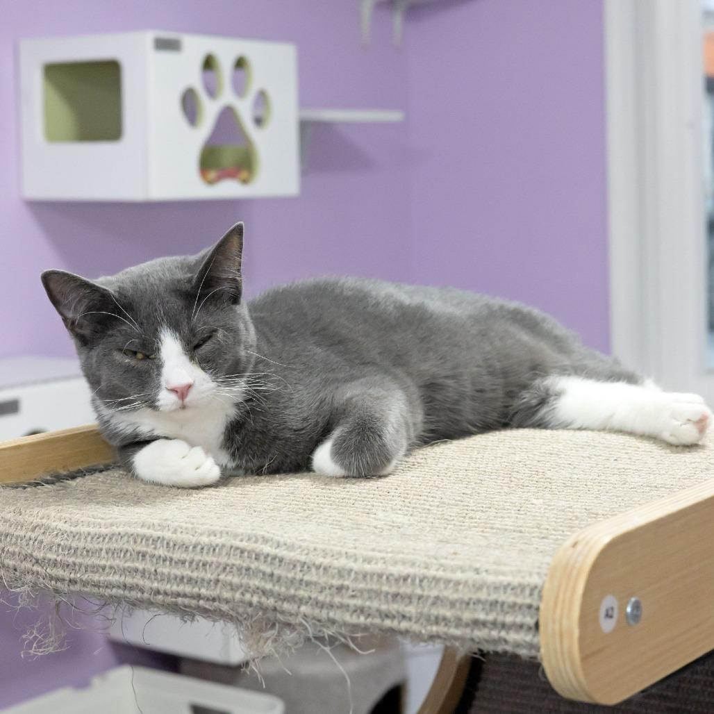 Enlarge Sam, a Adoptable Domestic Short Hair in McKean, PA image 3/4