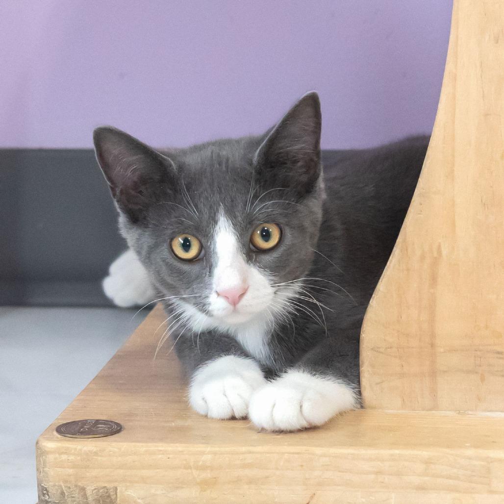 Enlarge Sam, a Adoptable Domestic Short Hair in McKean, PA image 4/4