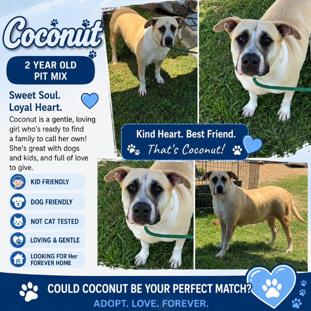 Coconut, a Adoptable Mixed Breed in Halifax , NS image 1/6