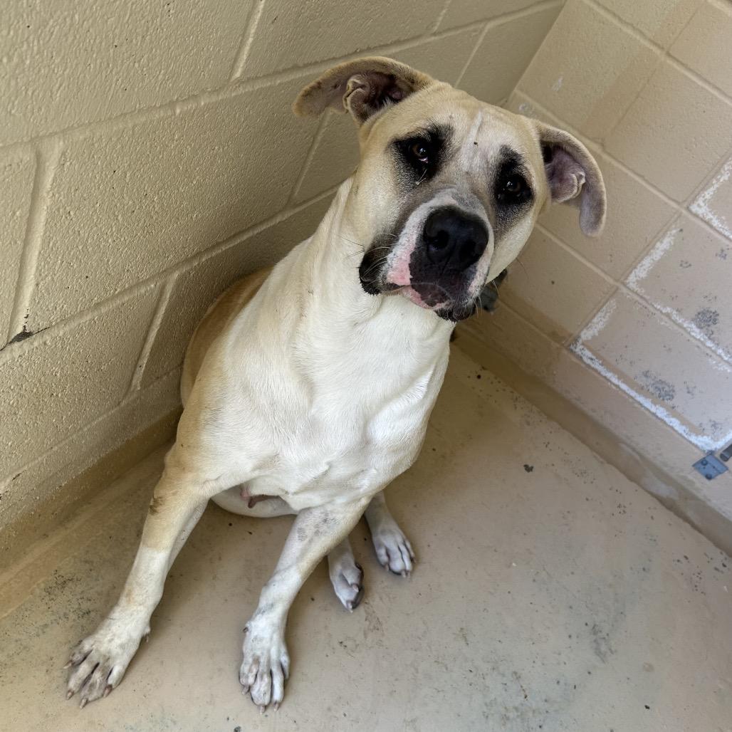 Coconut, Adoptable, Adult Female Mixed Breed.