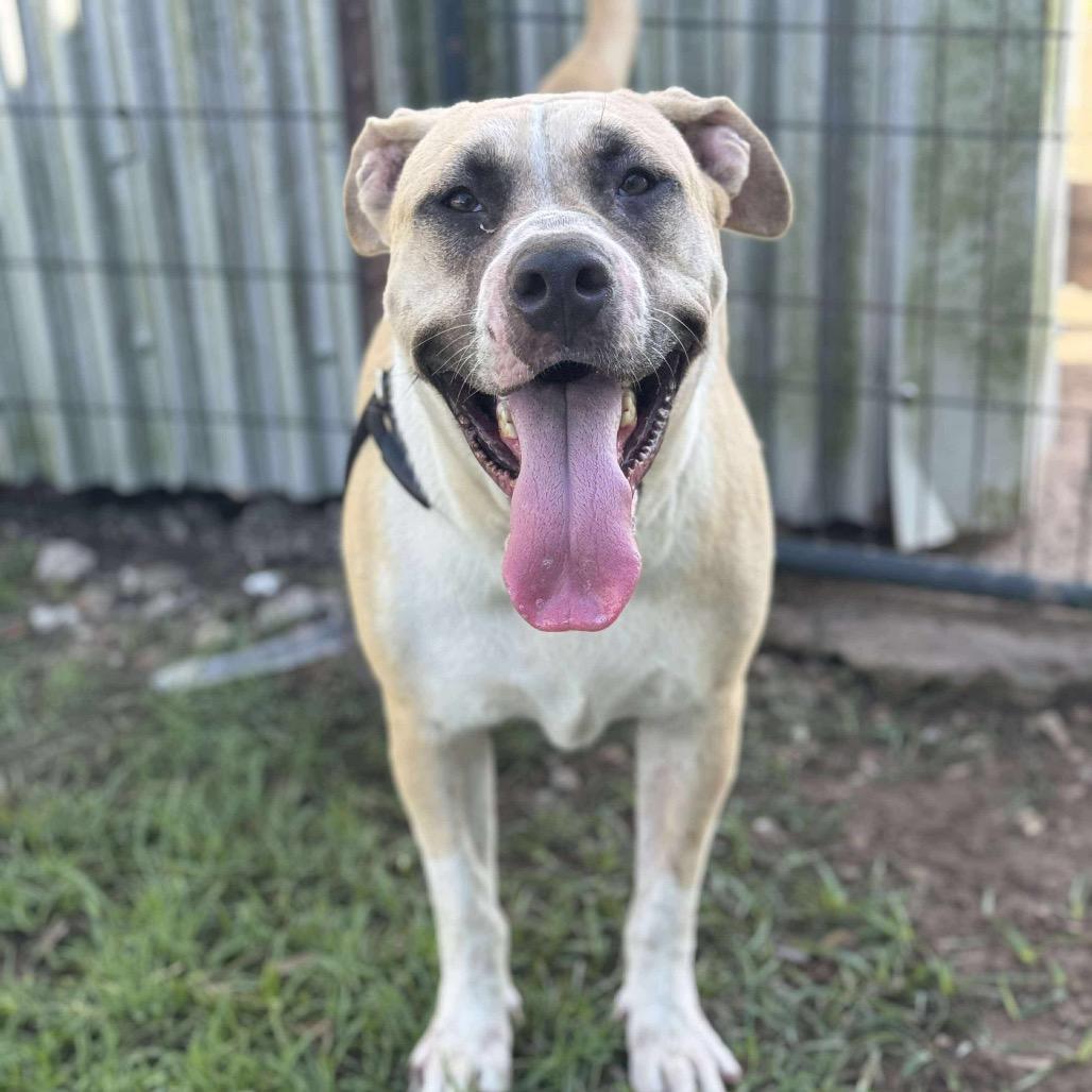 Coconut, a Adoptable Mixed Breed in Halifax , NS image 4/6