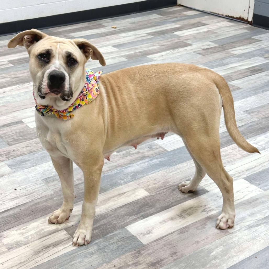 Coconut, a Adoptable Mixed Breed in Halifax , NS image 5/6