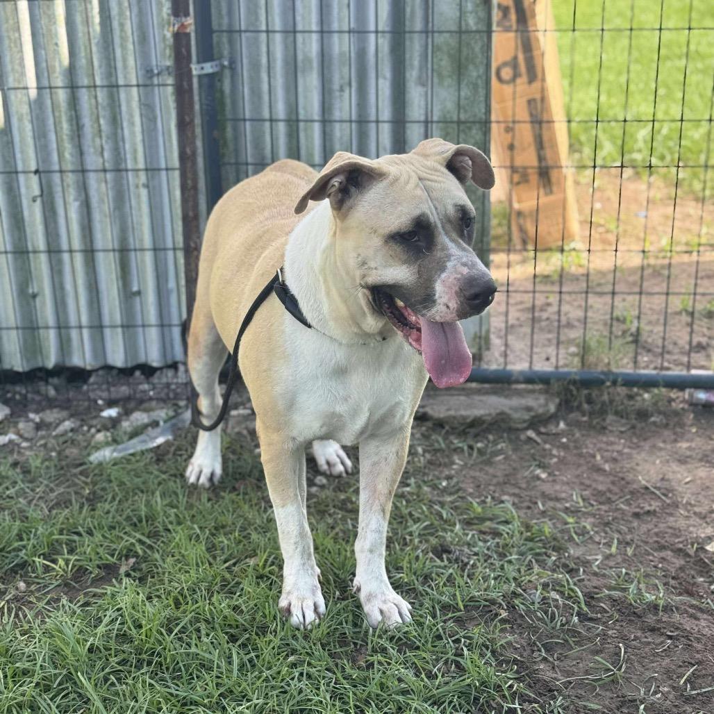 Coconut, a Adoptable Mixed Breed in Halifax , NS image 6/6