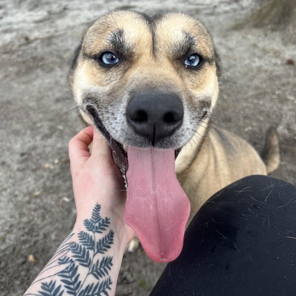 Enlarge Fate, a Adoptable Mixed Breed in Lindenwold, NJ image 1/6