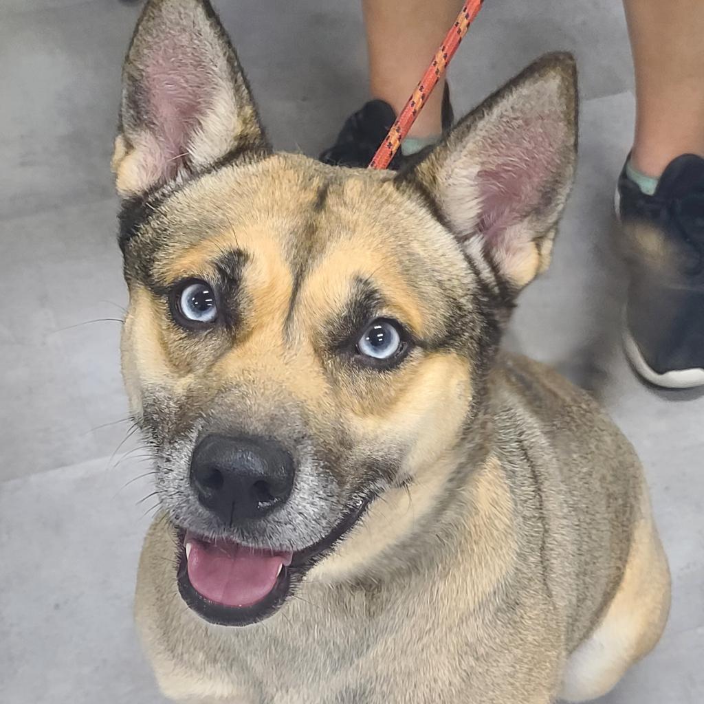 Fate, a Adoptable Mixed Breed in Lindenwold, NJ image 1/6