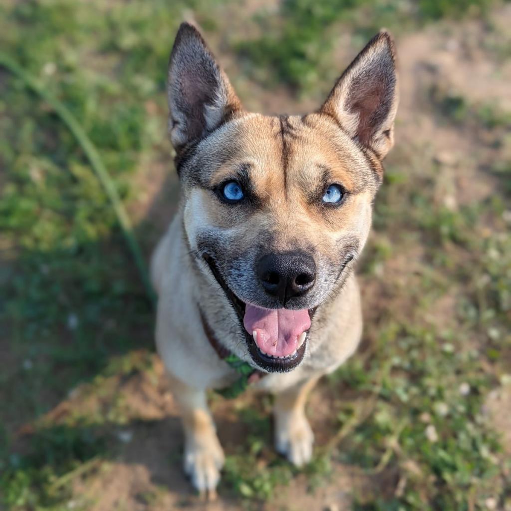 Enlarge Fate, a Adoptable Mixed Breed in Lindenwold, NJ image 2/6