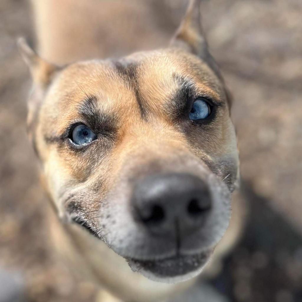 Fate, a Adoptable Mixed Breed in Lindenwold, NJ image 2/6