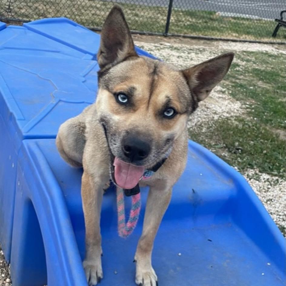 Fate, a Adoptable Mixed Breed in Lindenwold, NJ image 5/6