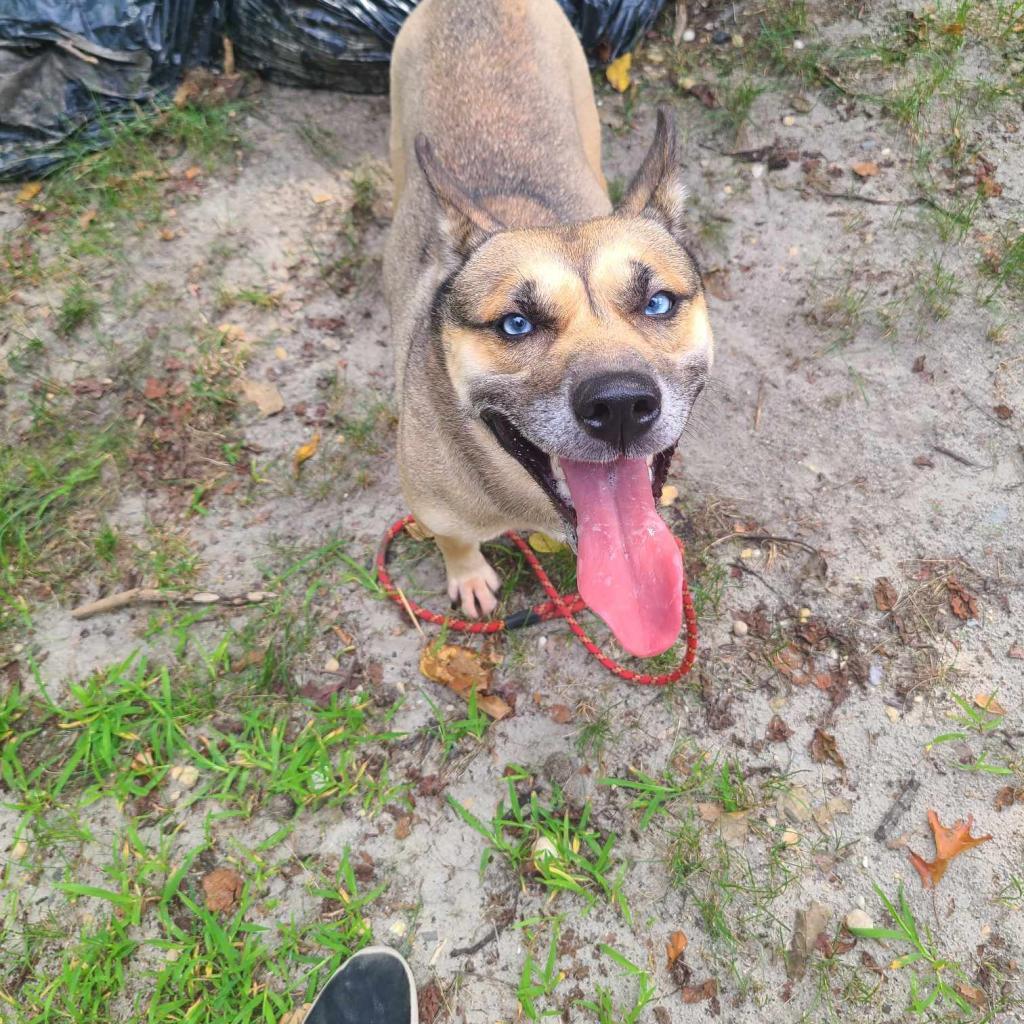 Fate, a Adoptable Mixed Breed in Lindenwold, NJ image 6/6