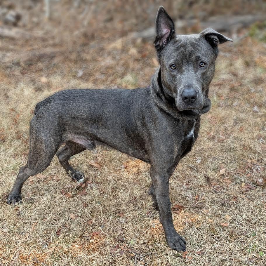 Frost, Adoptable, Adult Male Shepherd.