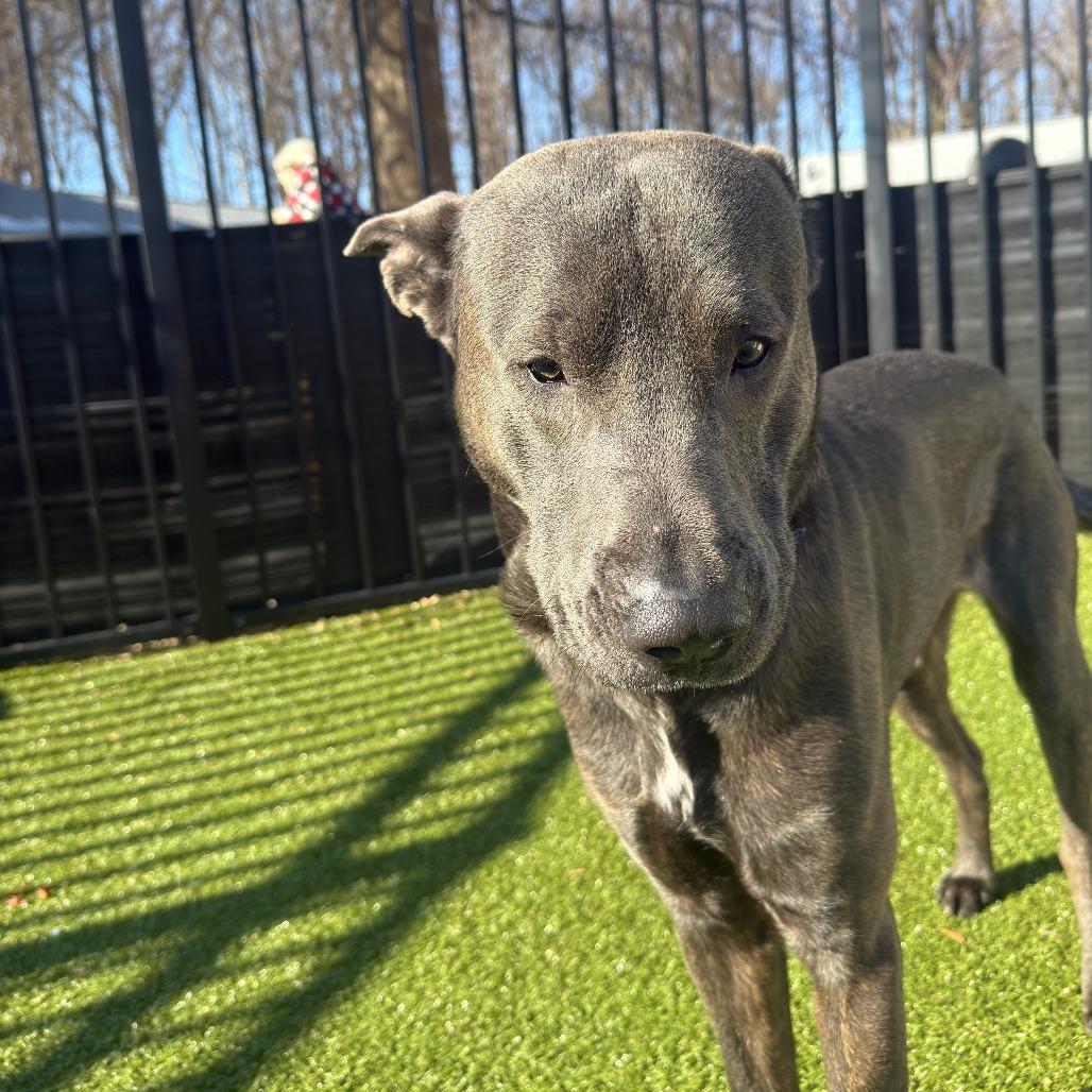 Enlarge Frost, a Adoptable mixed breed in Charlottesville, VA image 2/6