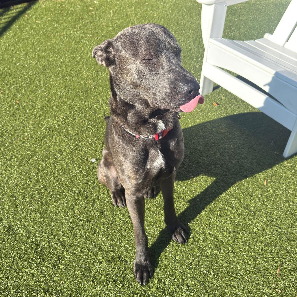 Enlarge Frost, a Adoptable mixed breed in Charlottesville, VA image 3/6