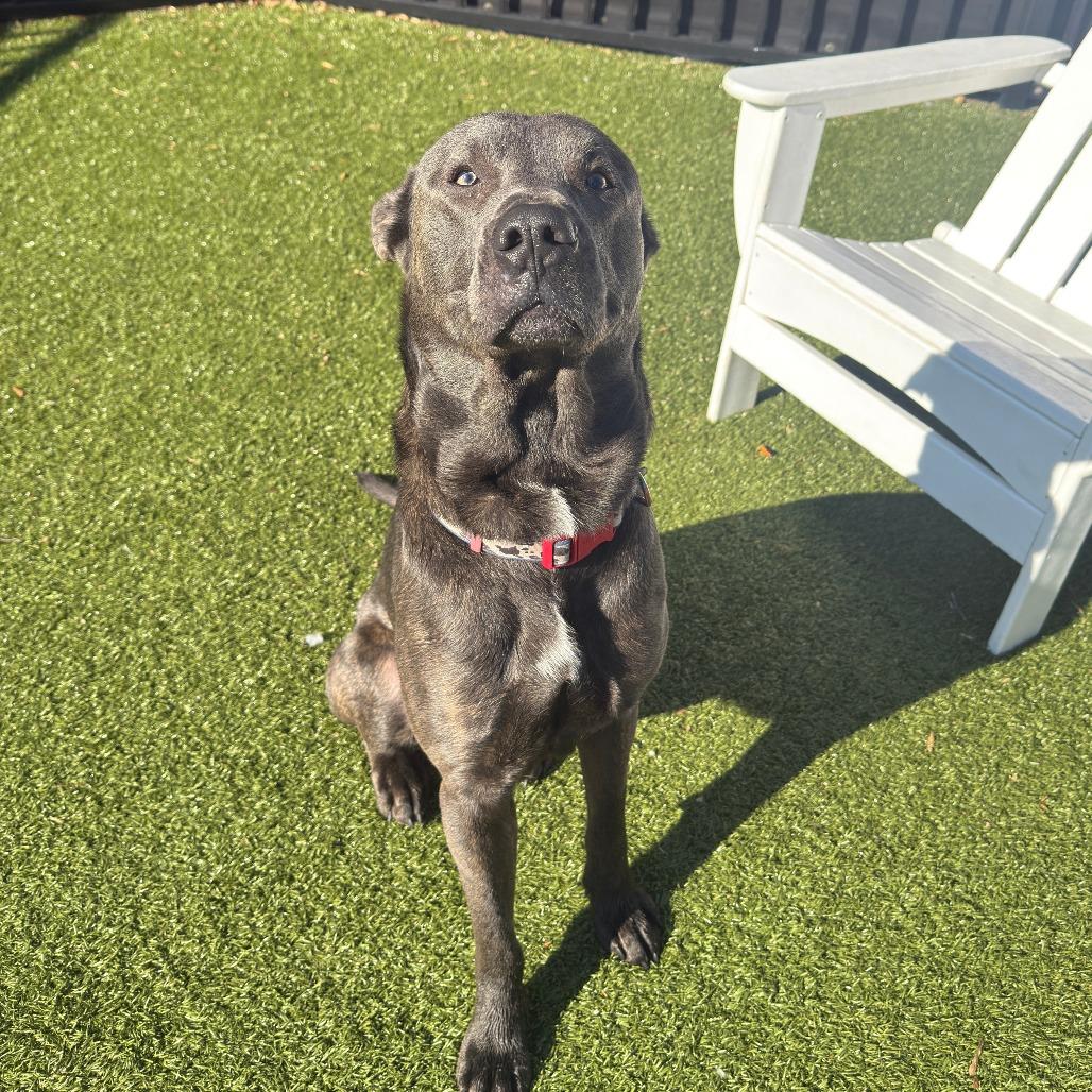 Enlarge Frost, a Adoptable mixed breed in Charlottesville, VA image 4/6