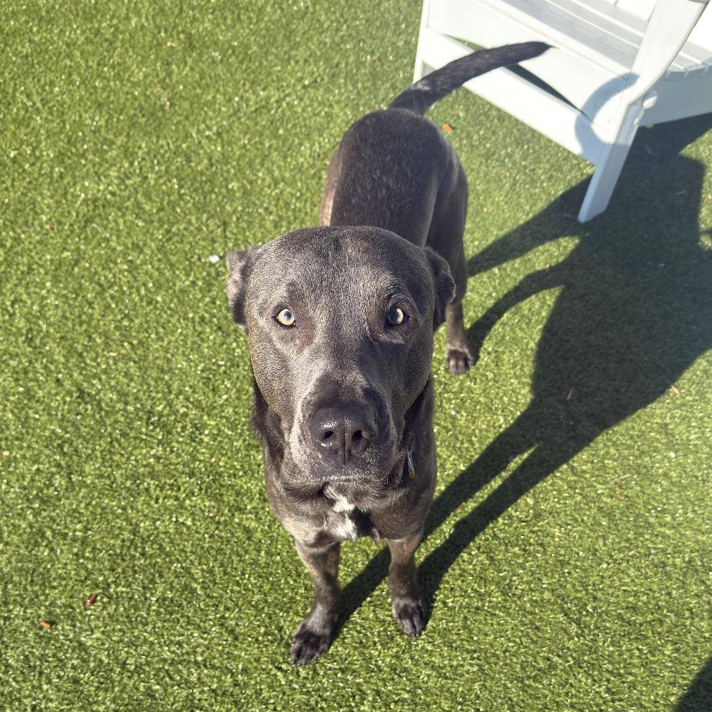 Enlarge Frost, a Adoptable mixed breed in Charlottesville, VA image 5/6