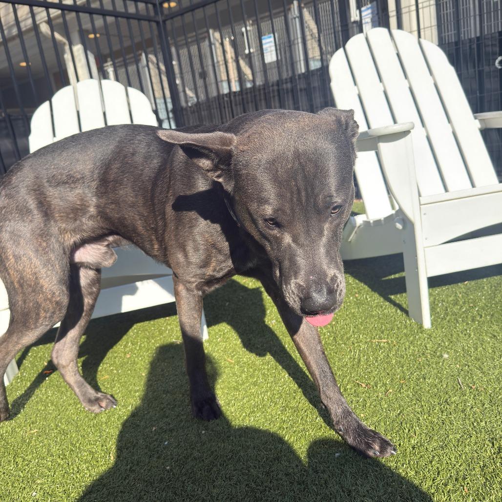 Enlarge Frost, a Adoptable mixed breed in Charlottesville, VA image 6/6