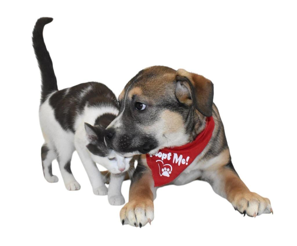 Gryffindor, Adoptable, Puppy Male Shepherd.