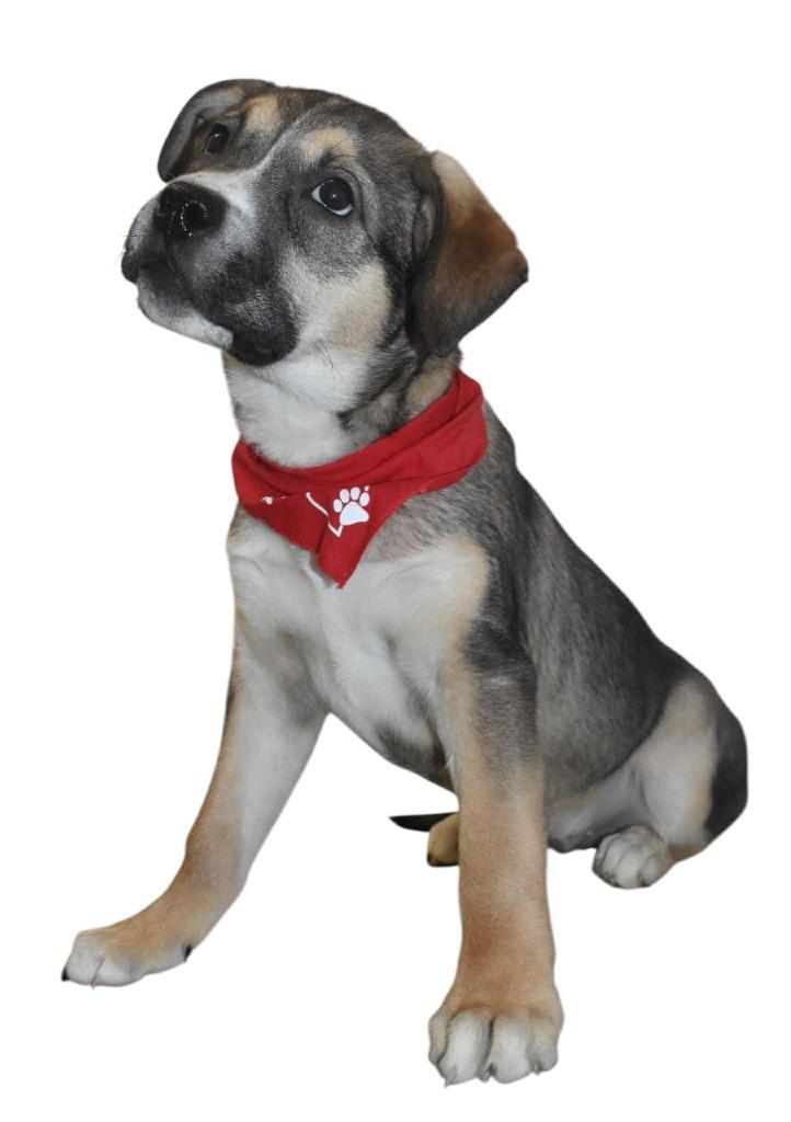 Enlarge Gryffindor, a Adoptable Shepherd in Springfield, OH image 2/6