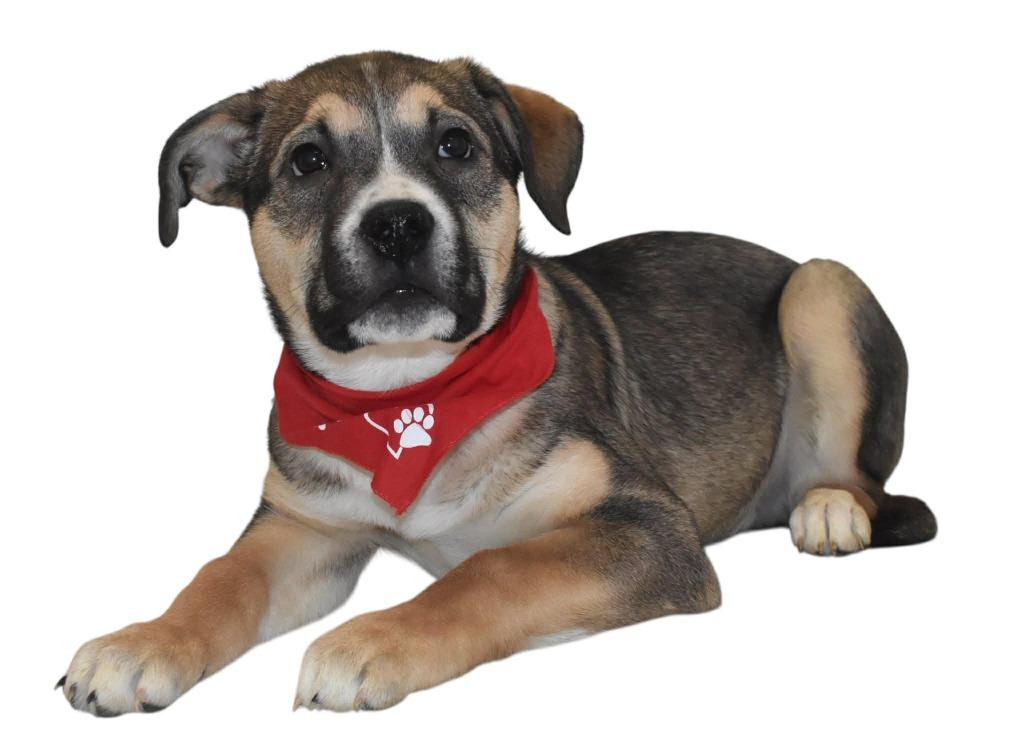 Enlarge Gryffindor, a Adoptable Shepherd in Springfield, OH image 3/6