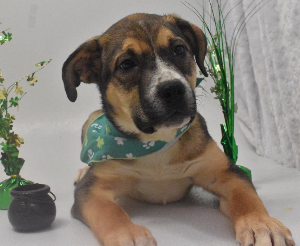 Enlarge Gryffindor, a Adoptable Shepherd in Springfield, OH image 4/6